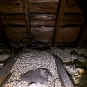 Attic Inspector in Wasaga Beach, Ontario